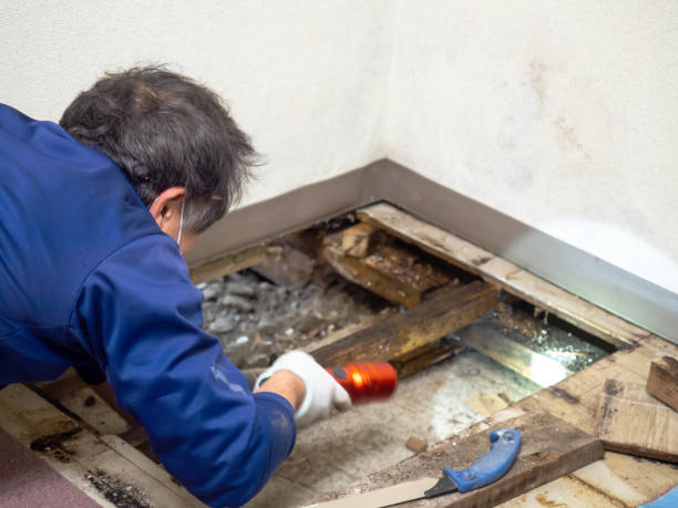 Best Best Mold Removal Companies  in Rose Hills, CA