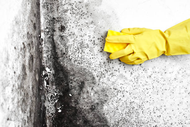 Best Mold Testing and Removal  in Rose Hills, CA