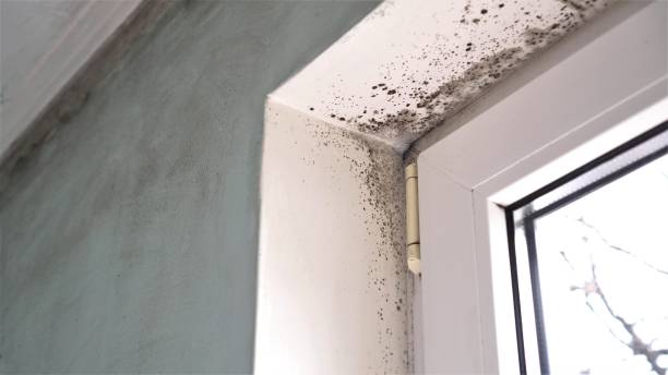 Mold Removal and Inspection in Rose Hills, CA