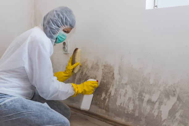 Best Local Mold Removal Service  in Rose Hills, CA
