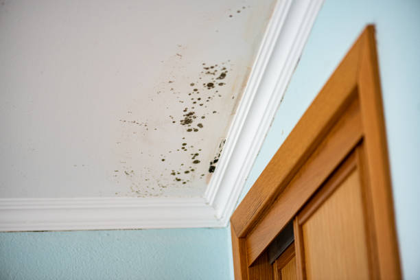 Best Attic Mold Removal  in Rose Hills, CA
