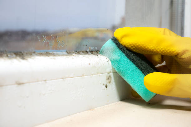 Trusted Rose Hills, CA Mold Removal Experts