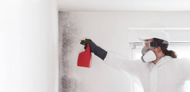 Best Home Mold Removal  in Rose Hills, CA
