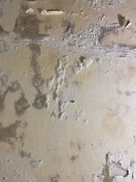 Best Affordable Mold Removal  in Rose Hills, CA