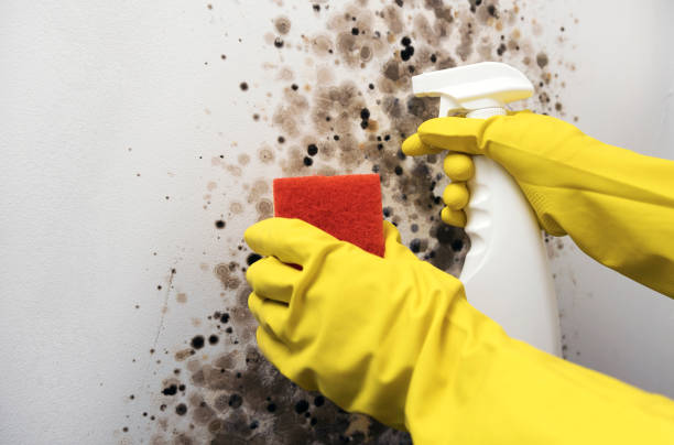 Best Professional Mold Removal  in Rose Hills, CA