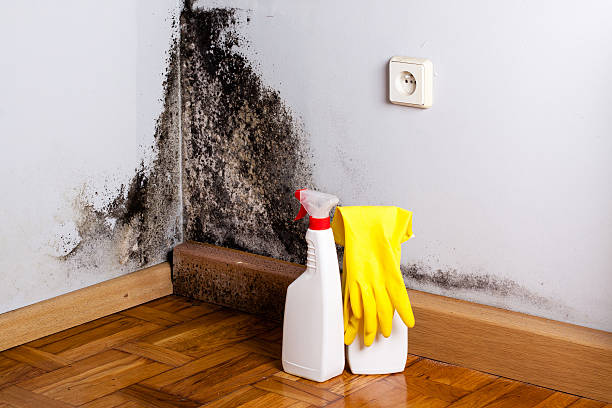 Best Mold Remediation  in Rose Hills, CA