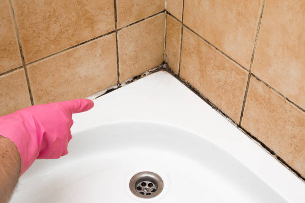 Home Mold Removal in Rose Hills, CA
